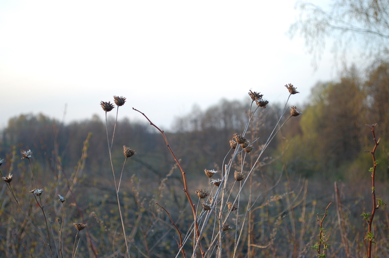 Вечерняя прогулка