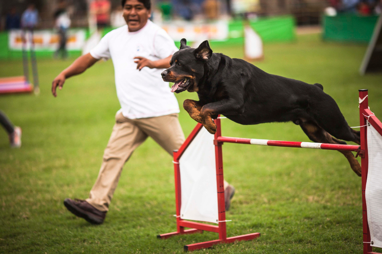 Аджилити в Перу