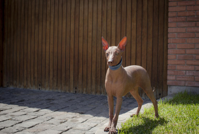 Перуанский парень