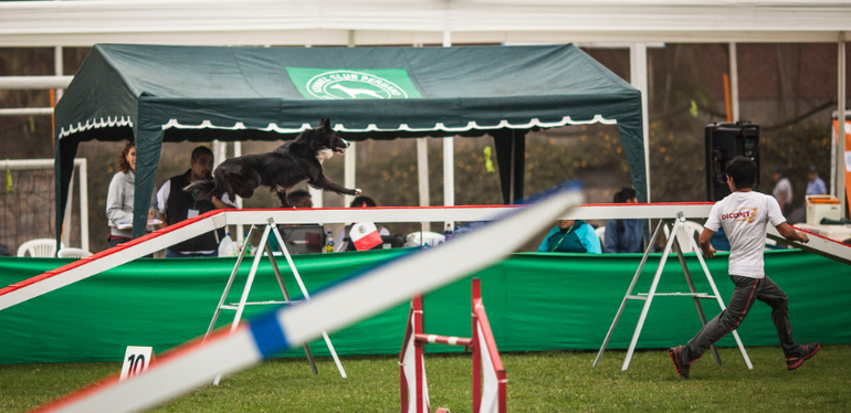 Аджилити в Перу