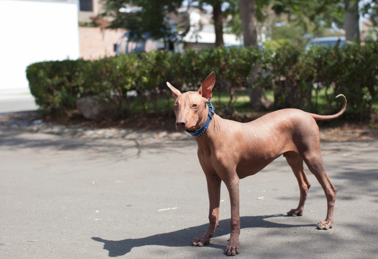 Перуанский парень