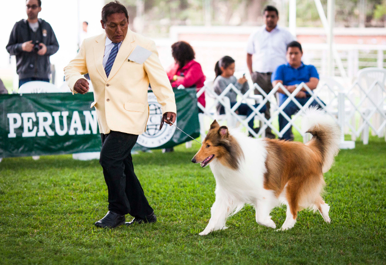 Выставки собак в Перу