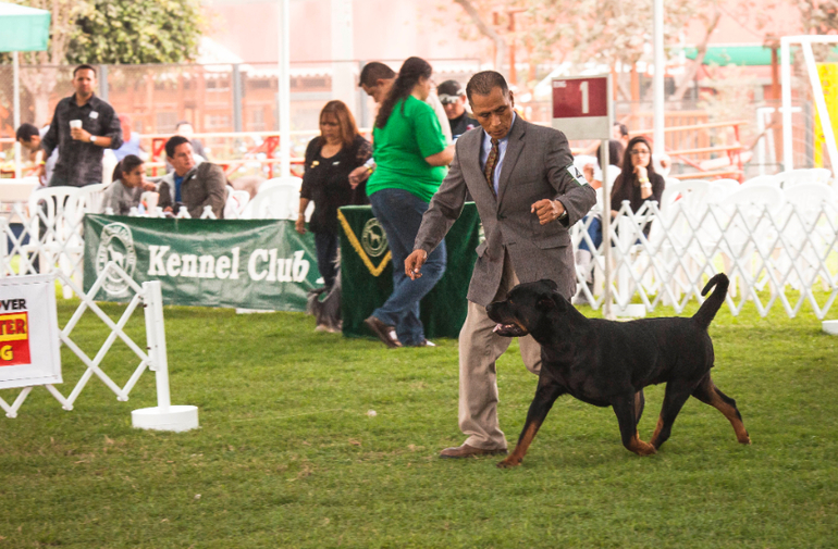 Выставки собак в Перу