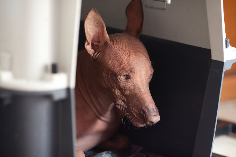 Фаррочка устала...