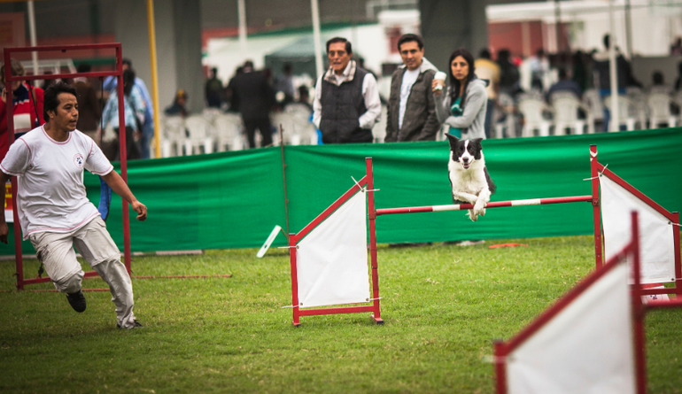 Аджилити в Перу