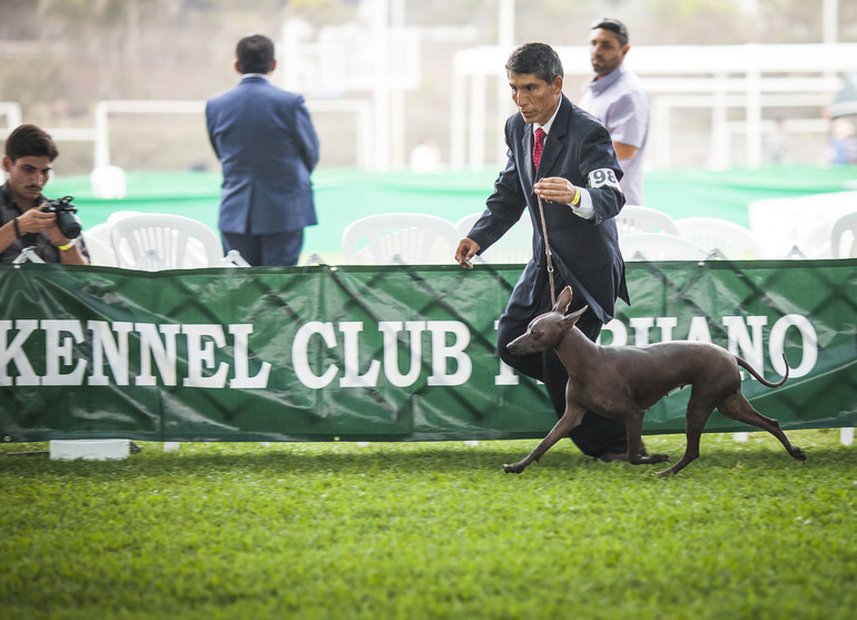 Выставки собак в Перу