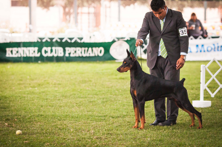 Выставки собак в Перу