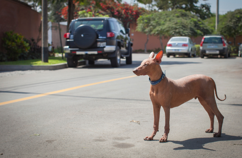Перуанский парень