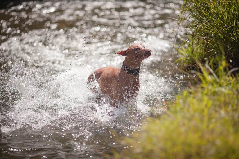 Вот так весело на речке!