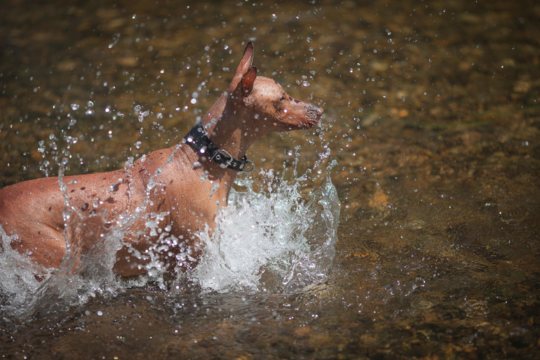 Вот так весело на речке!