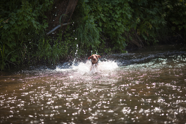 Вот так весело на речке!
