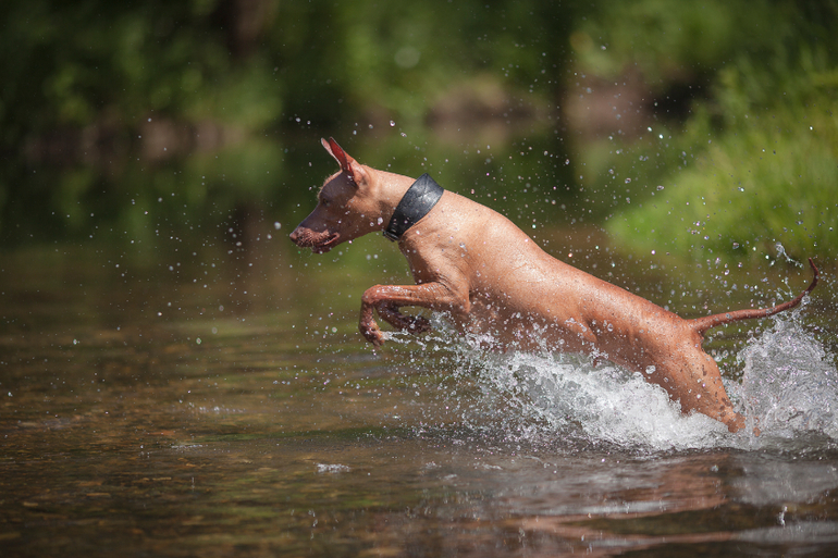 Вот так весело на речке!