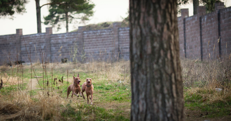 Прогулка наших перуаночек))