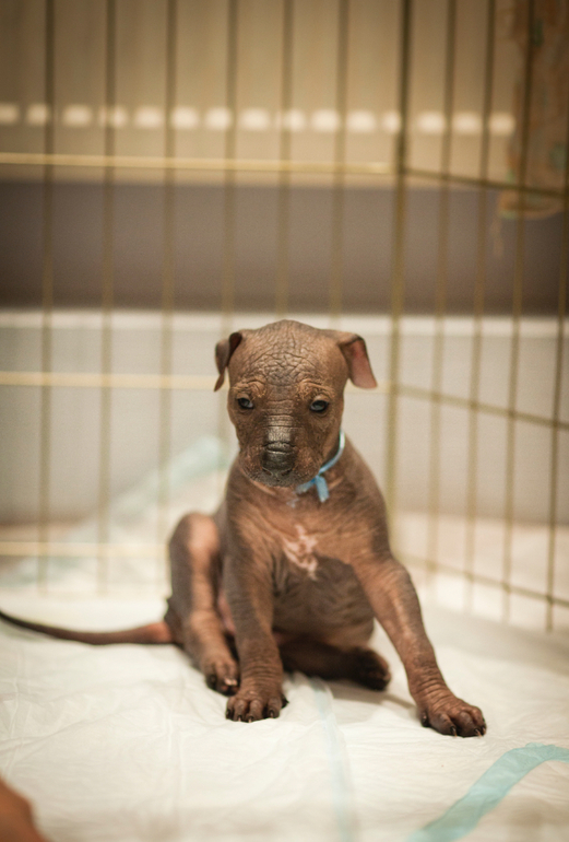 Очаровательная девочка Ксолоитцкуинтли