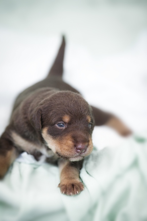 наша шоколадка))