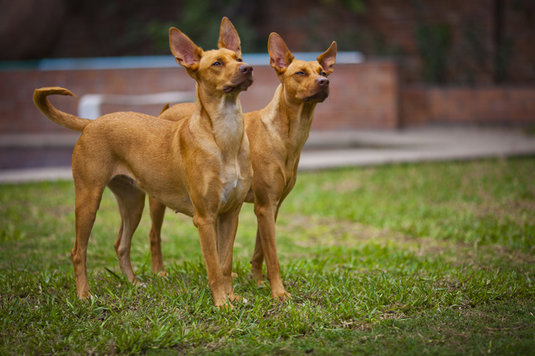 Что за прекрасные собаки!
