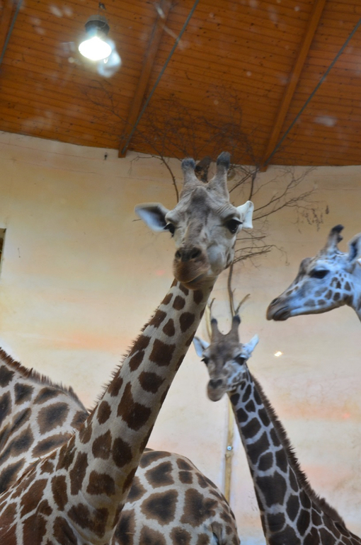 Прага 12-19 апреля 2014 год