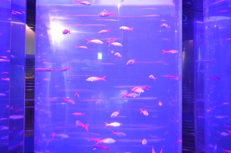 Санкт-Петербург, 7 - 14 июня 2014 год