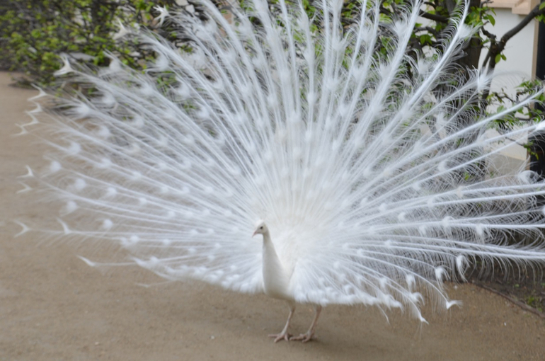 Прага 12-19 апреля 2014 год