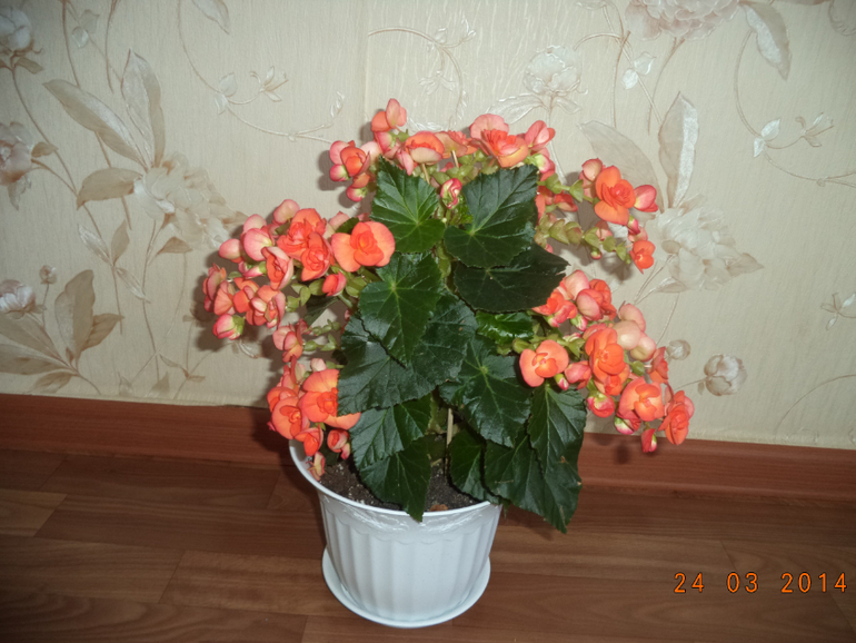 Мои цветочки.