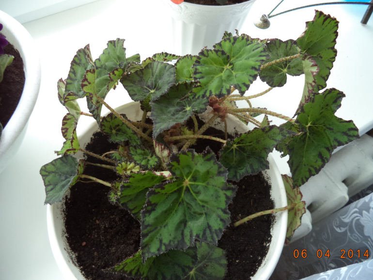 Мои цветочки.