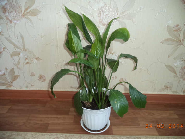 Мои цветочки.