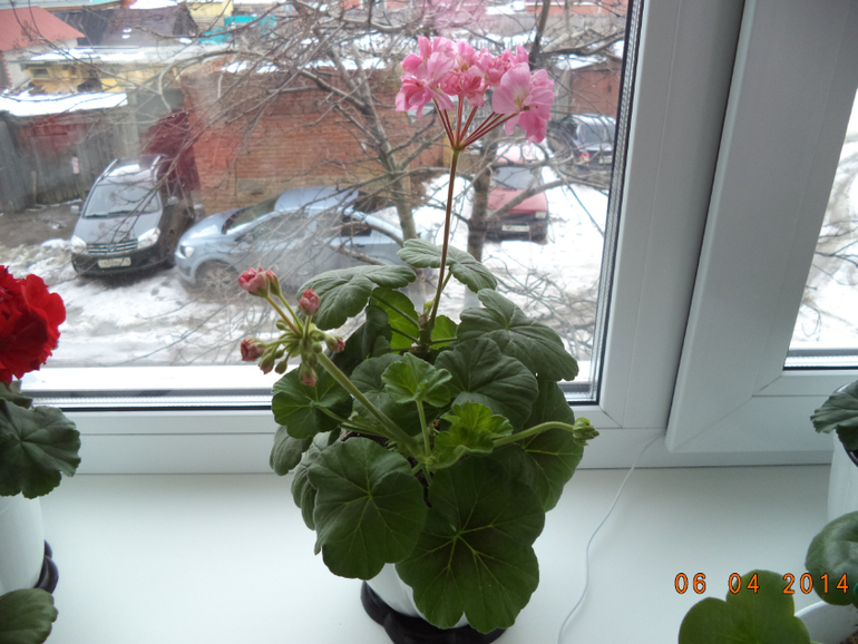 Мои цветочки.