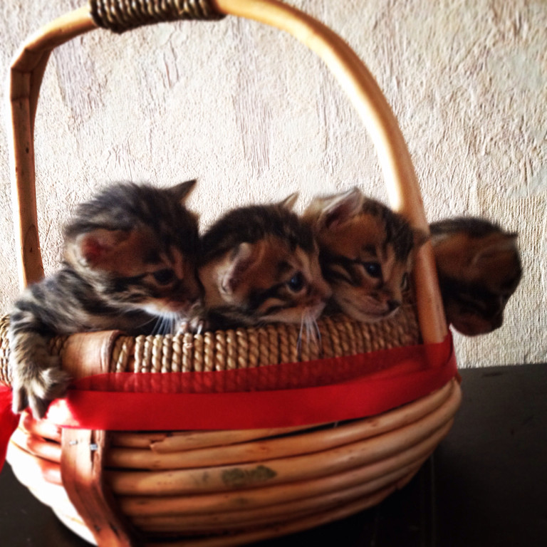 Бенгальские котята