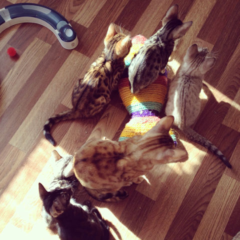 Бенгальские котята