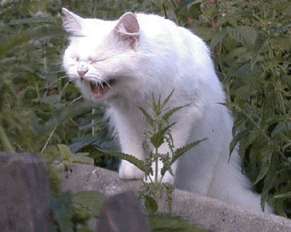876de90a132d068ead45f5997042107a.gif