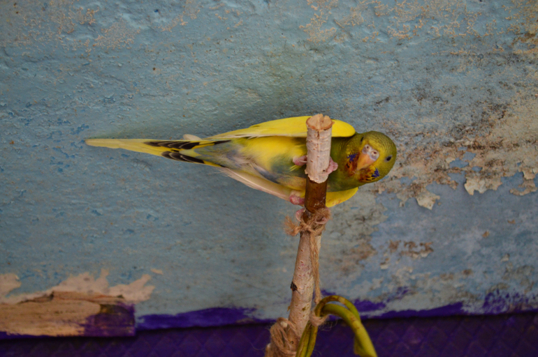 И снова о наших баранах!