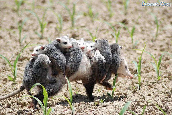 много-мама :)