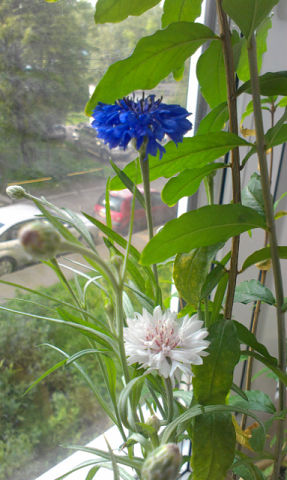 Покажу и я своих питомцев)