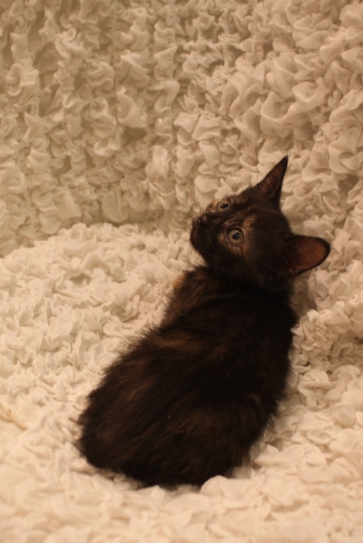 Котятки