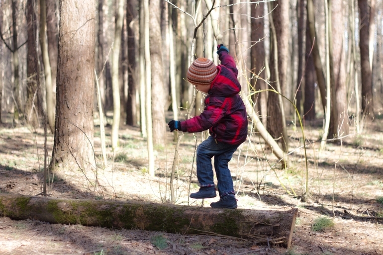 И снова наш лес