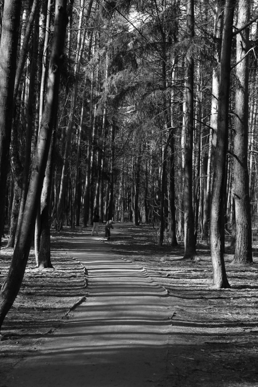 И снова наш лес