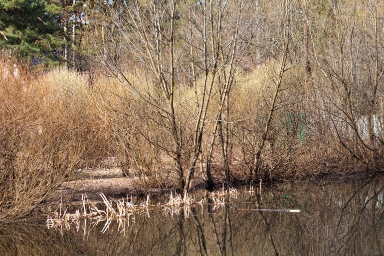 И снова наш лес