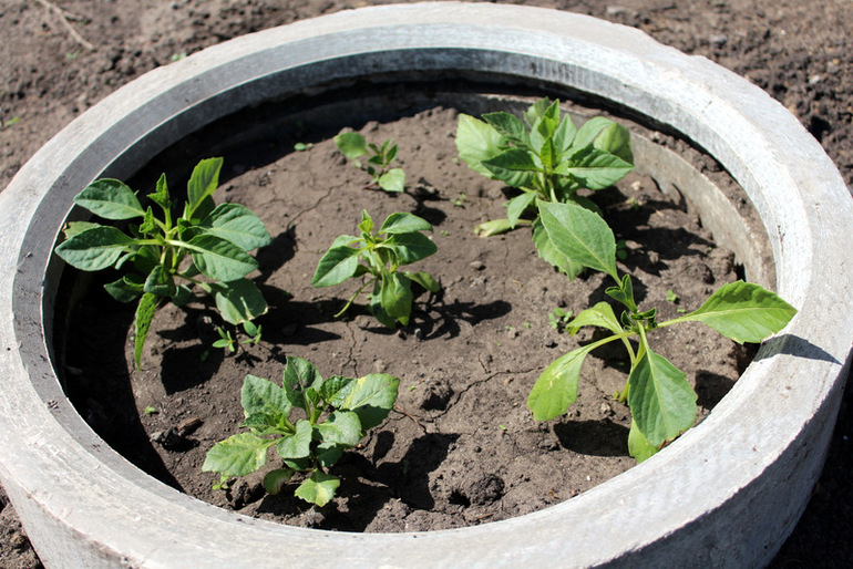 огородное (до отпускное)