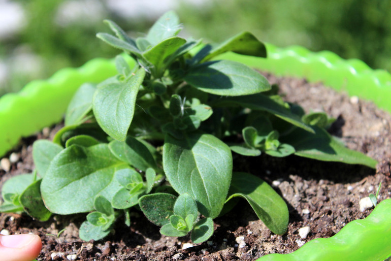 огородное (до отпускное)