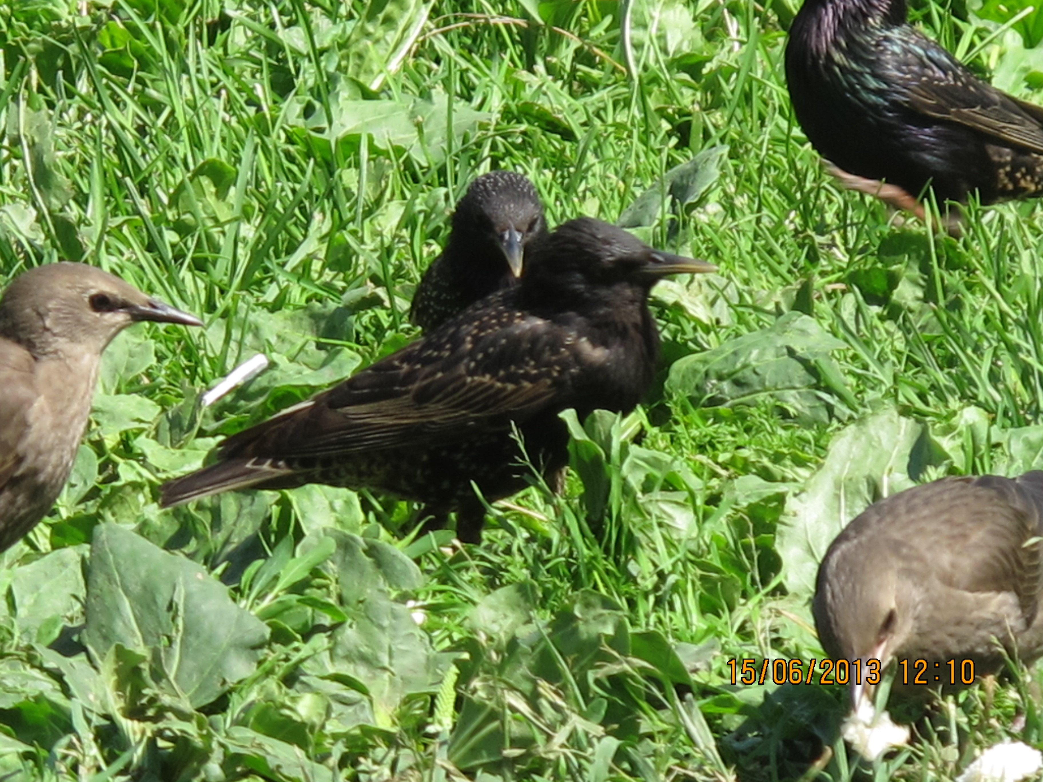 День 4. Здравствуйте, птицы!