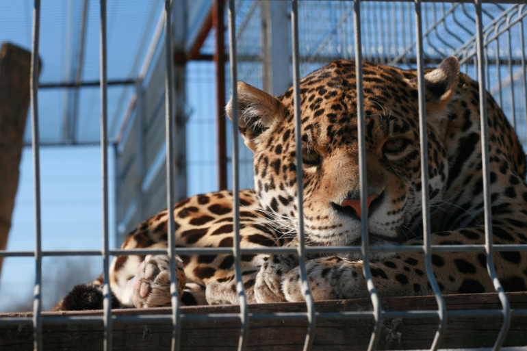 Мини-зоо, который вовсе не мини)