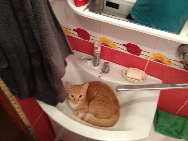 Наш  новый член семьи - катэ