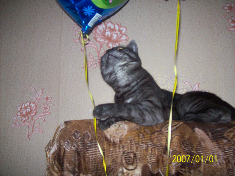 Моя любимая морда.