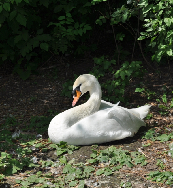 Погуляли - Покатались
