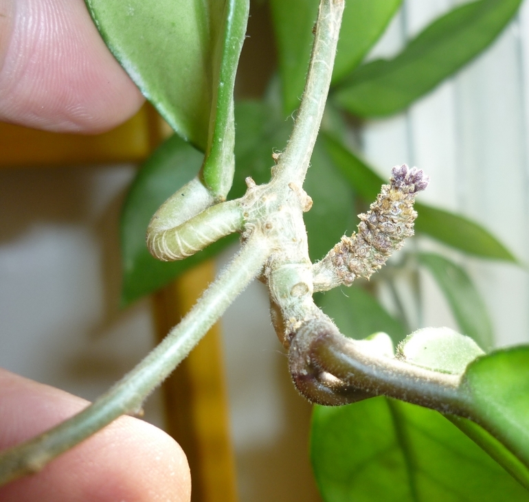 Просыпаются мои хойи)