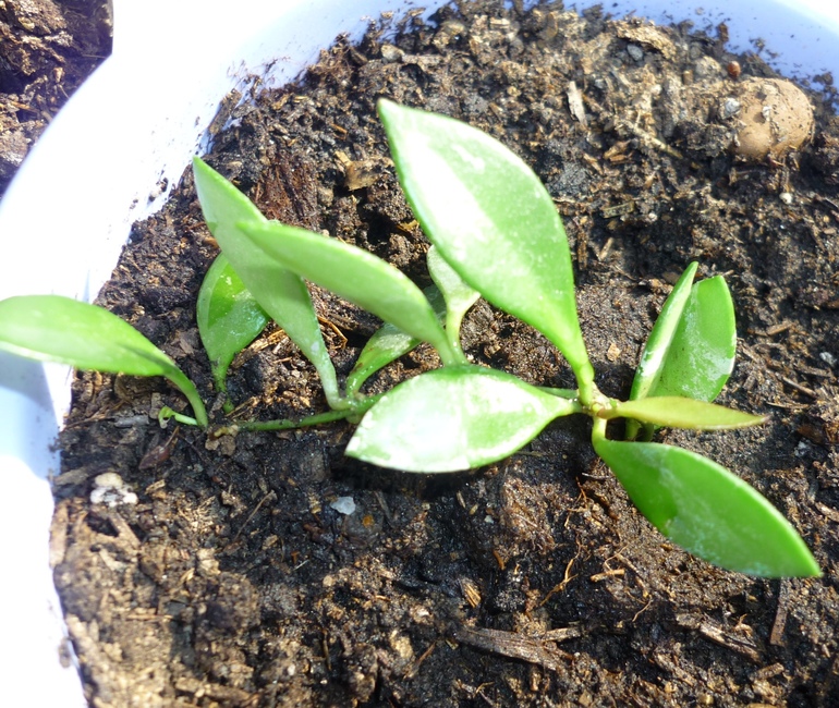 Просыпаются мои хойи)