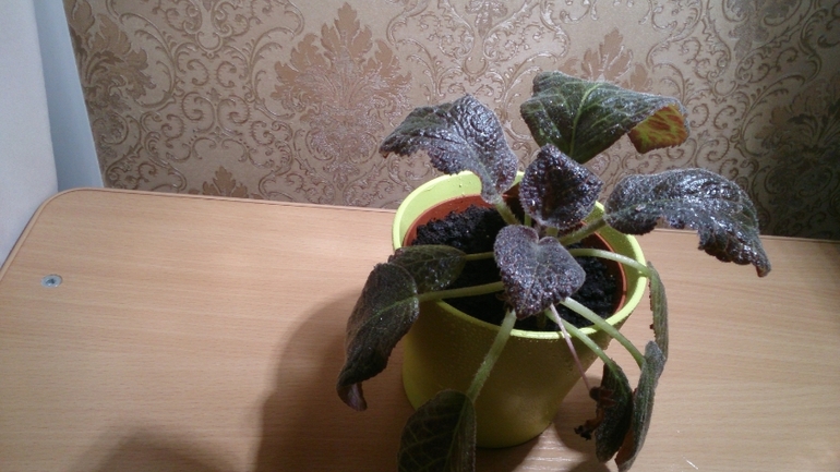 Мой ботанический сад.