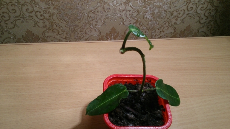 Мой ботанический сад.