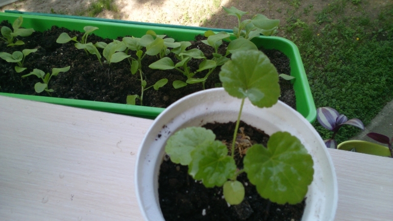 Мой ботанический сад.