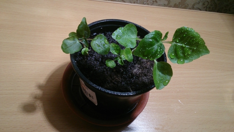 Мой ботанический сад.